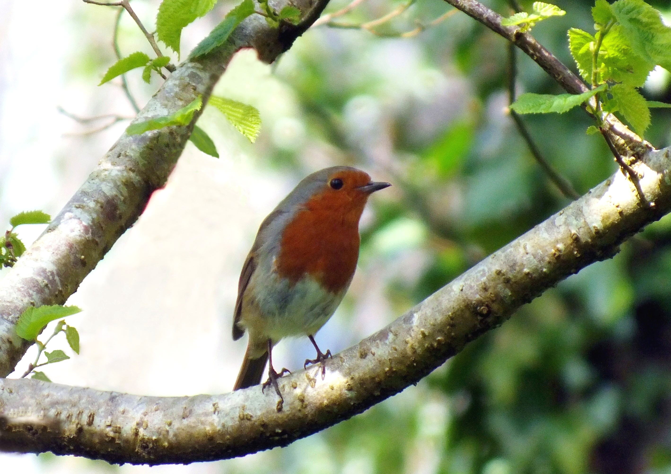 RESTING ROBIN Bill Bagley Photography